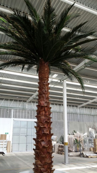 palmas preservadas