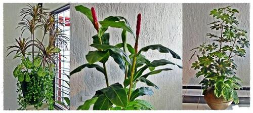 Inova Decora -plantas artificiales- dracenas, heliconias, singonio, telefonos colgantes artificiales