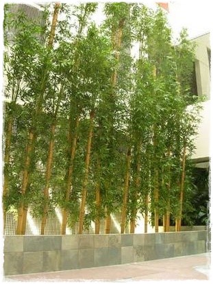 bambus para decorar hoteles