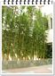 Decoraciones con Bambus