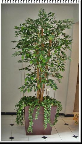 Arbol Ficus Manglar