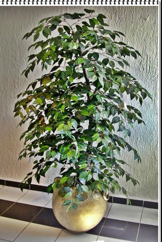 Arbol Ficus Negro