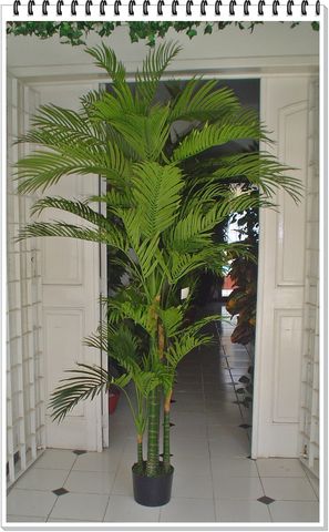 Palma Cubana
