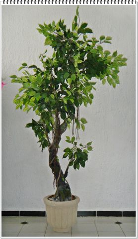 Arbol Ficus Tronco Curvo