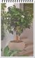 Arbol Bonsai Ficus Japones