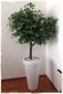 Arbol Ficus