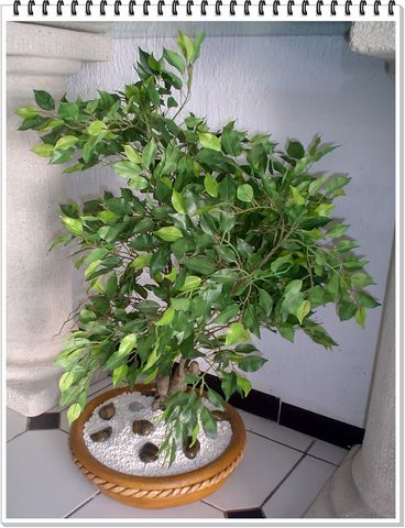 Arbol Bonsai Ficus 
