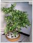 Arbol Bonsai Ficus 