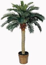 Palma Robelina Artificial